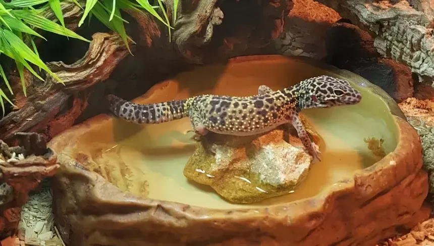 Imagem do Gecko Leopardo